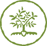 Hope Roots (tree logo)