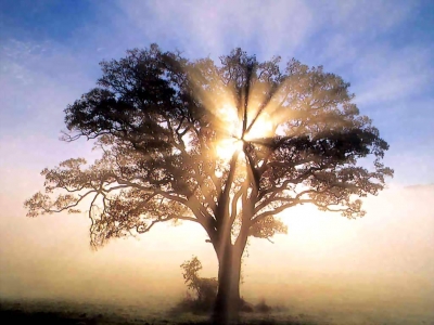 A tree with sunlight shining through it.