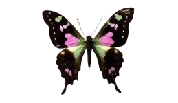 Colorful butterfly with pink, green, and black