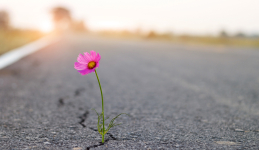 Pink flower growing through a crack in the pavement