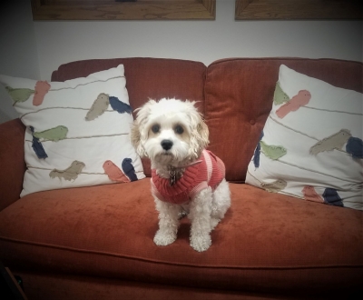 Doris, professional assistant, a small white dog on sofa