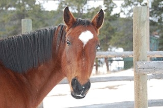 Suzanne's horse, Harmony, in the snow