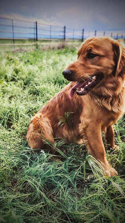 Therapy dog, Sherman, sitting in a field with a fence in the background